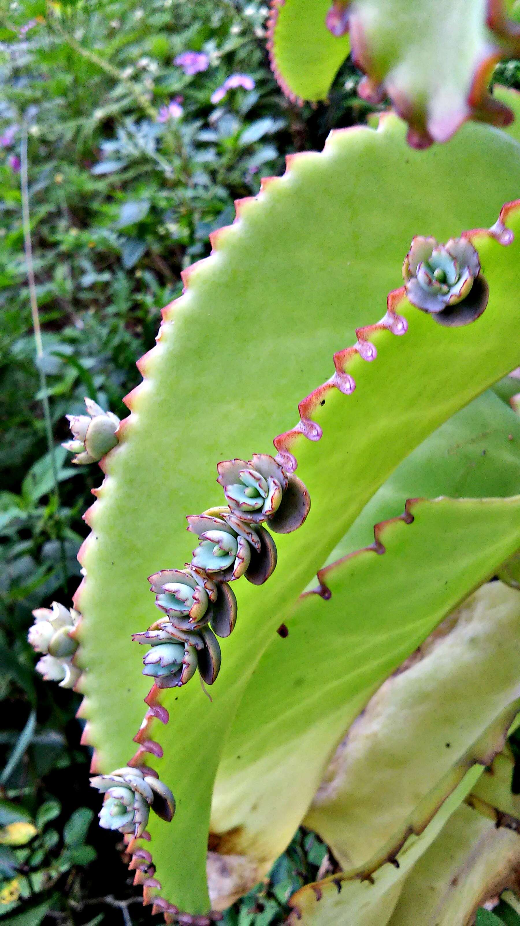 Image of Kalanchoe laetivirens Descoings