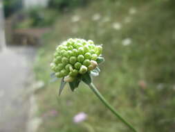 Слика од Knautia arvensis (L.) Coulter