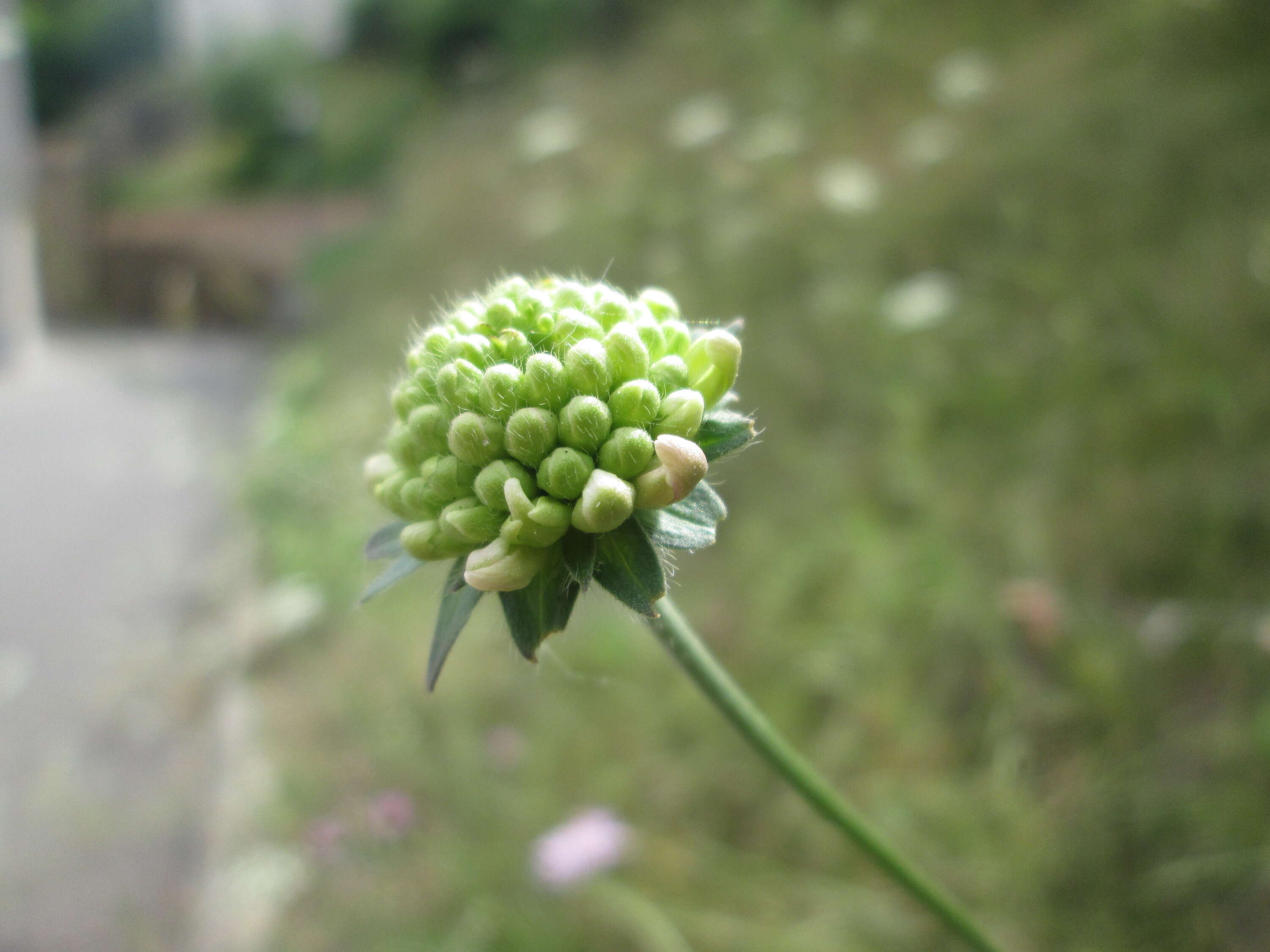 Слика од Knautia arvensis (L.) Coulter