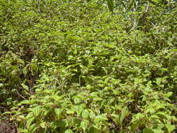 Image of soapbush