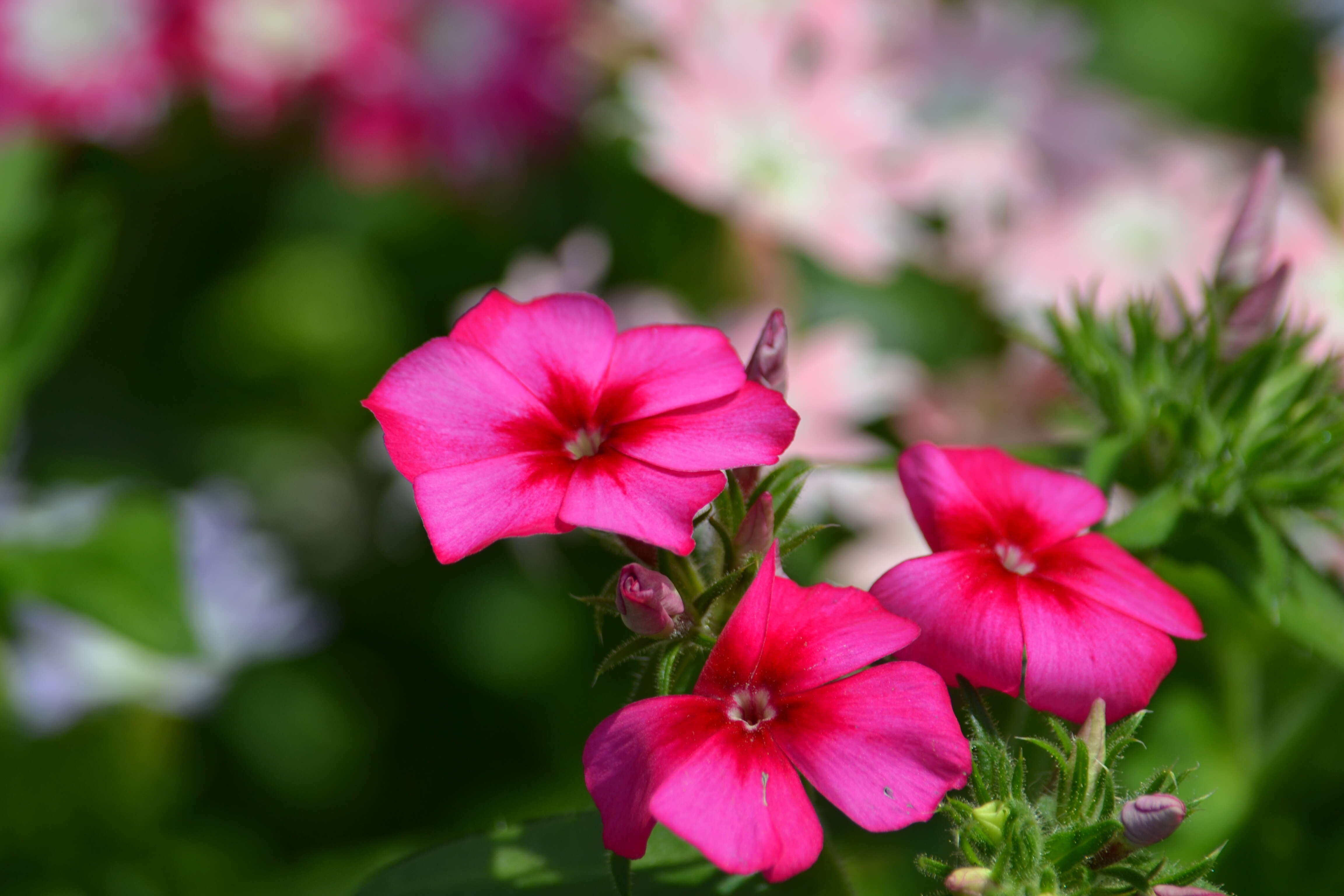 Image of annual phlox