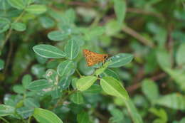 Image of Bush Hopper