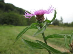 Image of brown knapweed