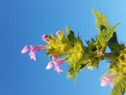 Image of Downy Hemp Nettle