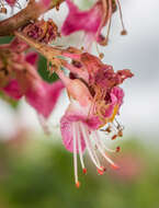 Image of red horse-chestnut