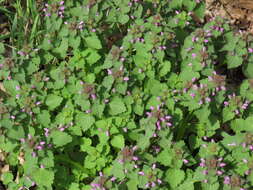 Image of purple archangel