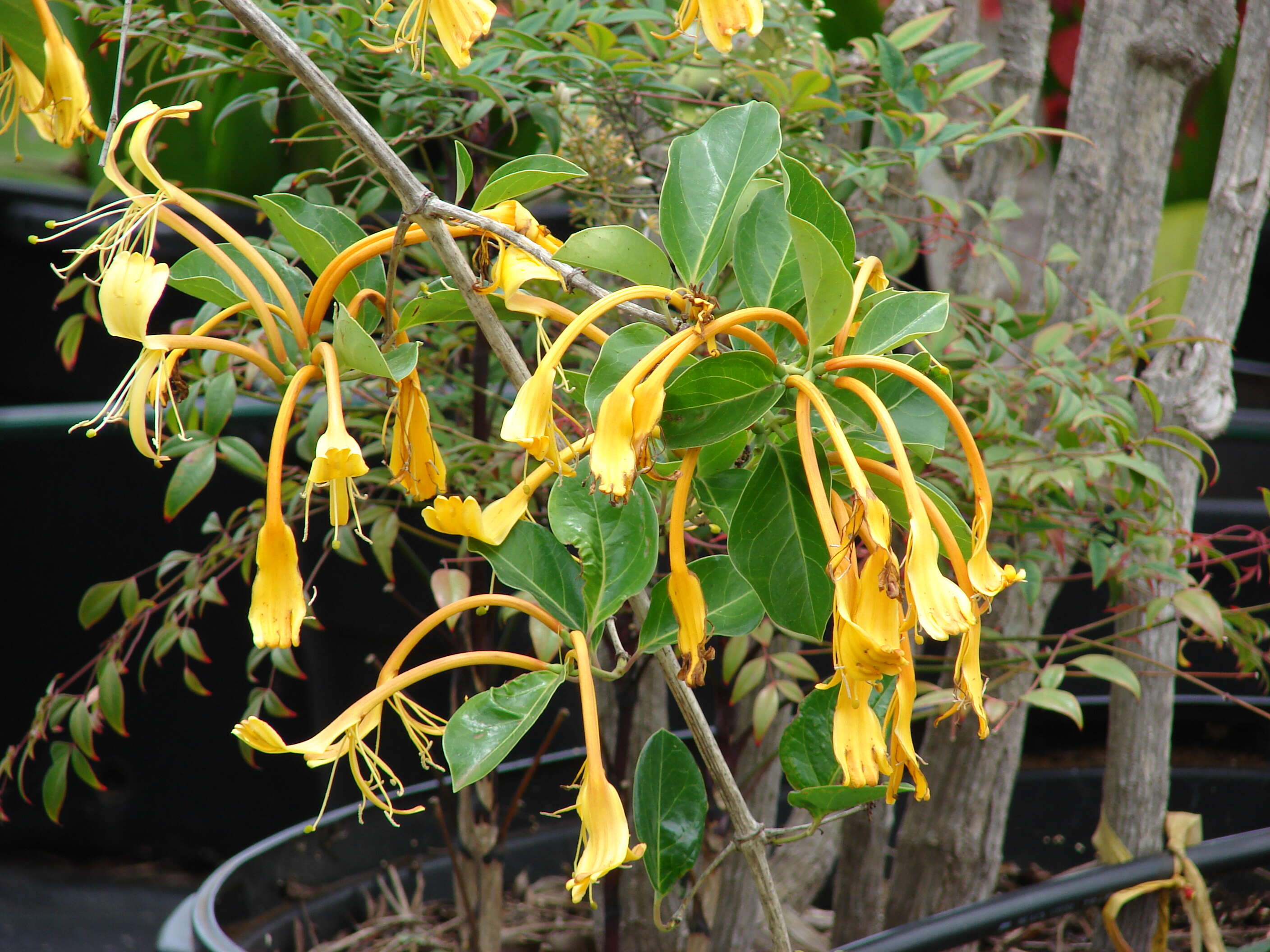 Image of Lonicera hildebrandiana Collett & Hemsl.