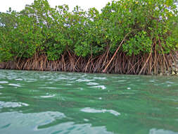 Image of red mangrove