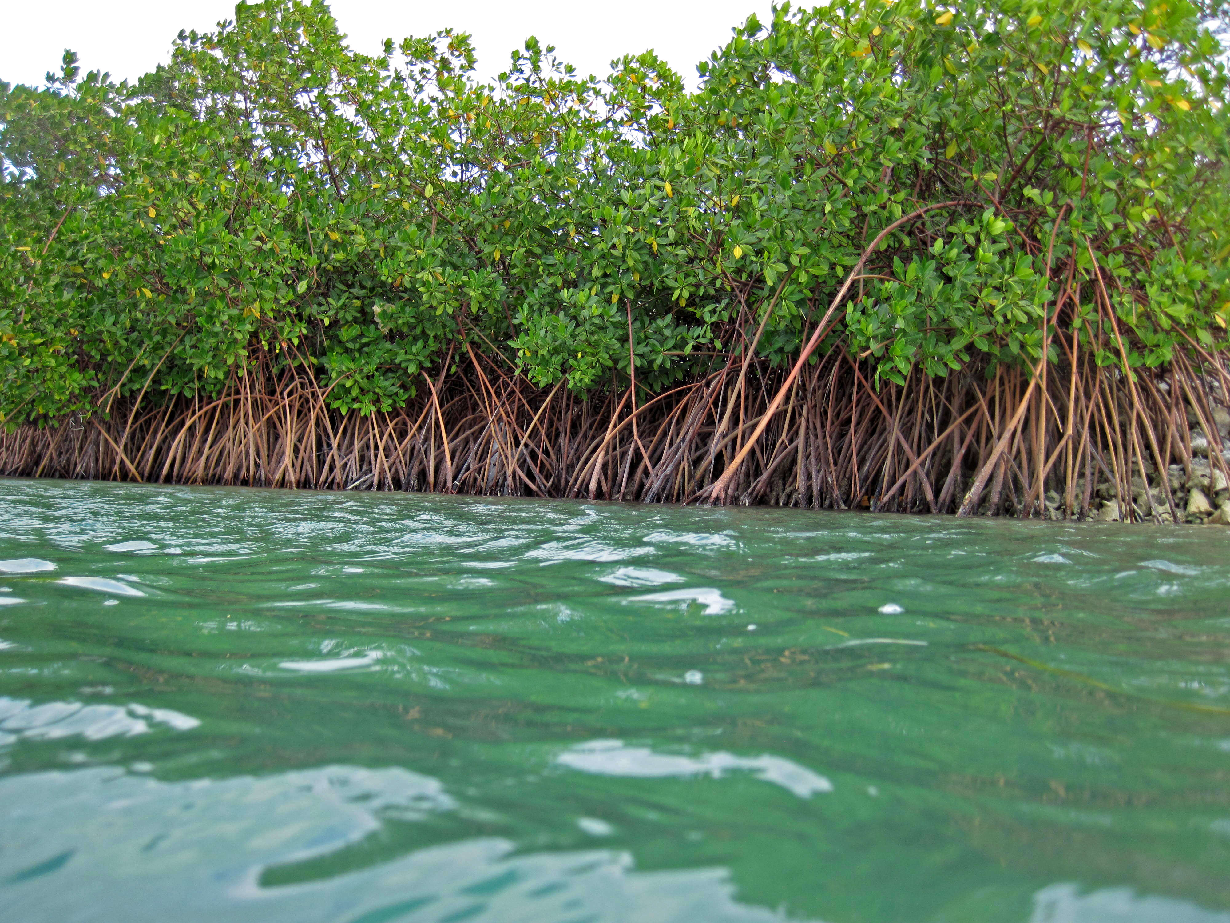 Image of red mangrove