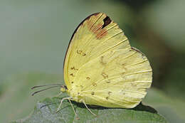 Image de Eurema blanda (Boisduval 1836)