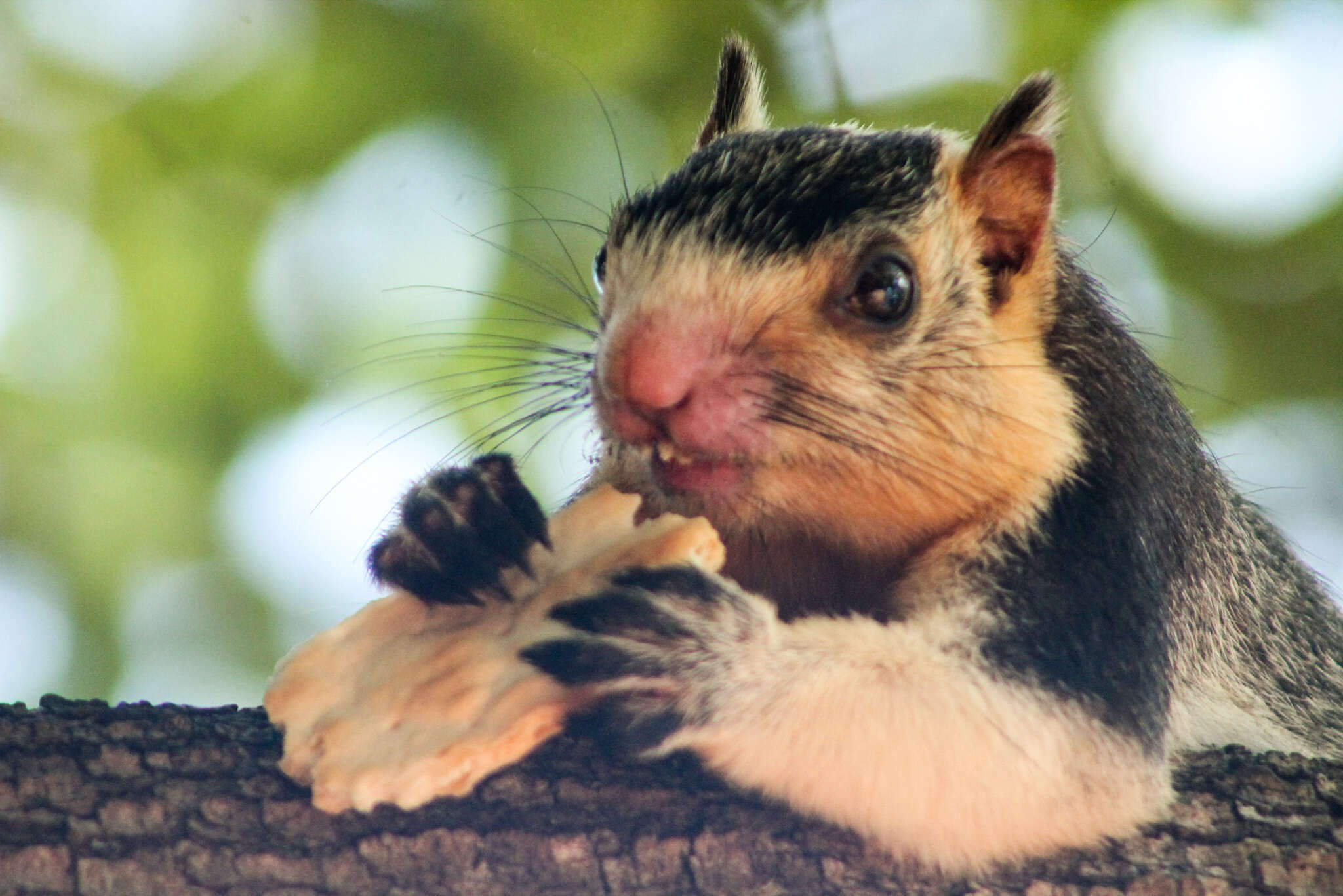 Image of Grizzled Giant Squirrel