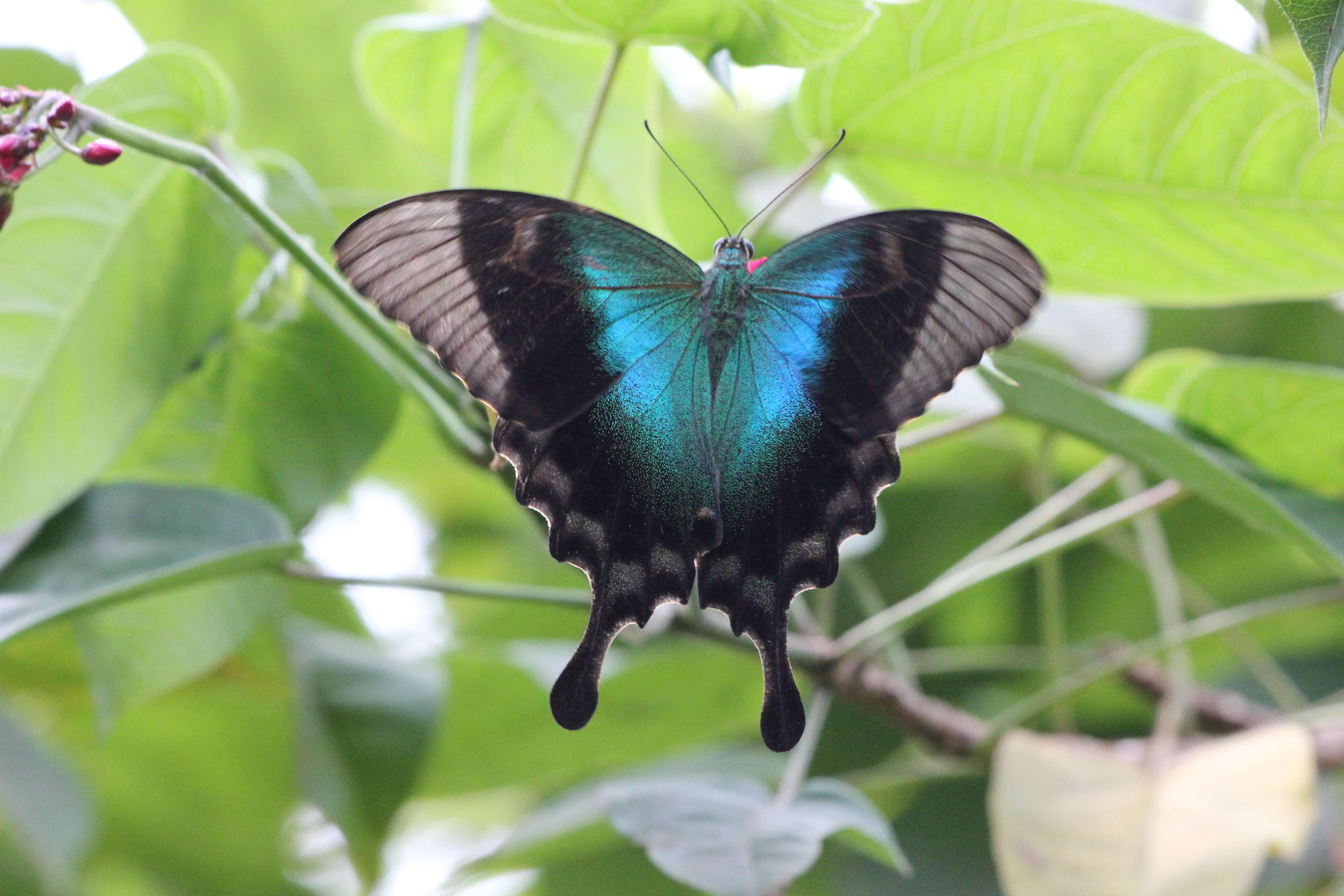 Image of Papilio peranthus Fabricius 1787
