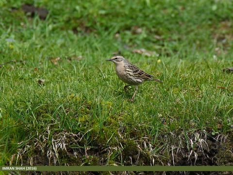 Image of Rosy Pipit