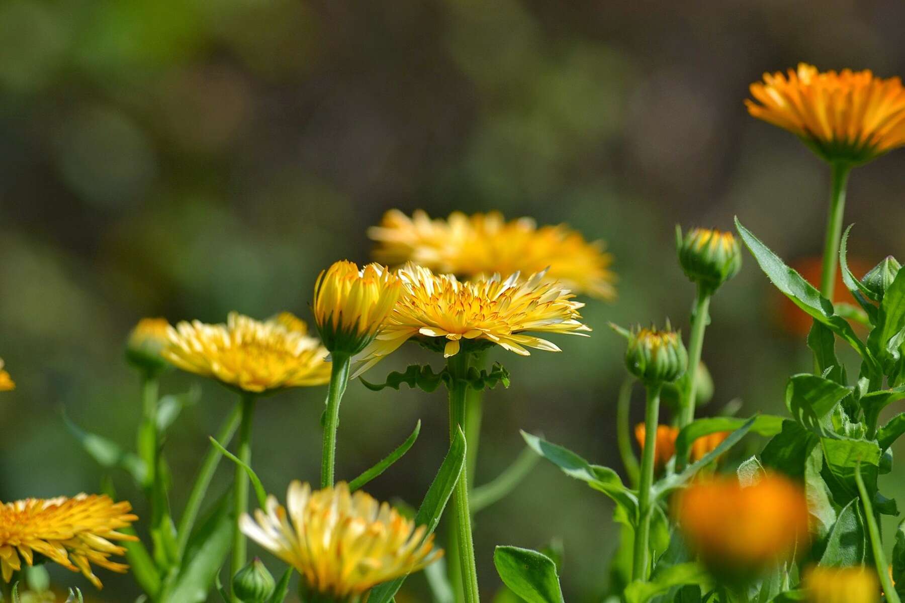 Image of pot marigold