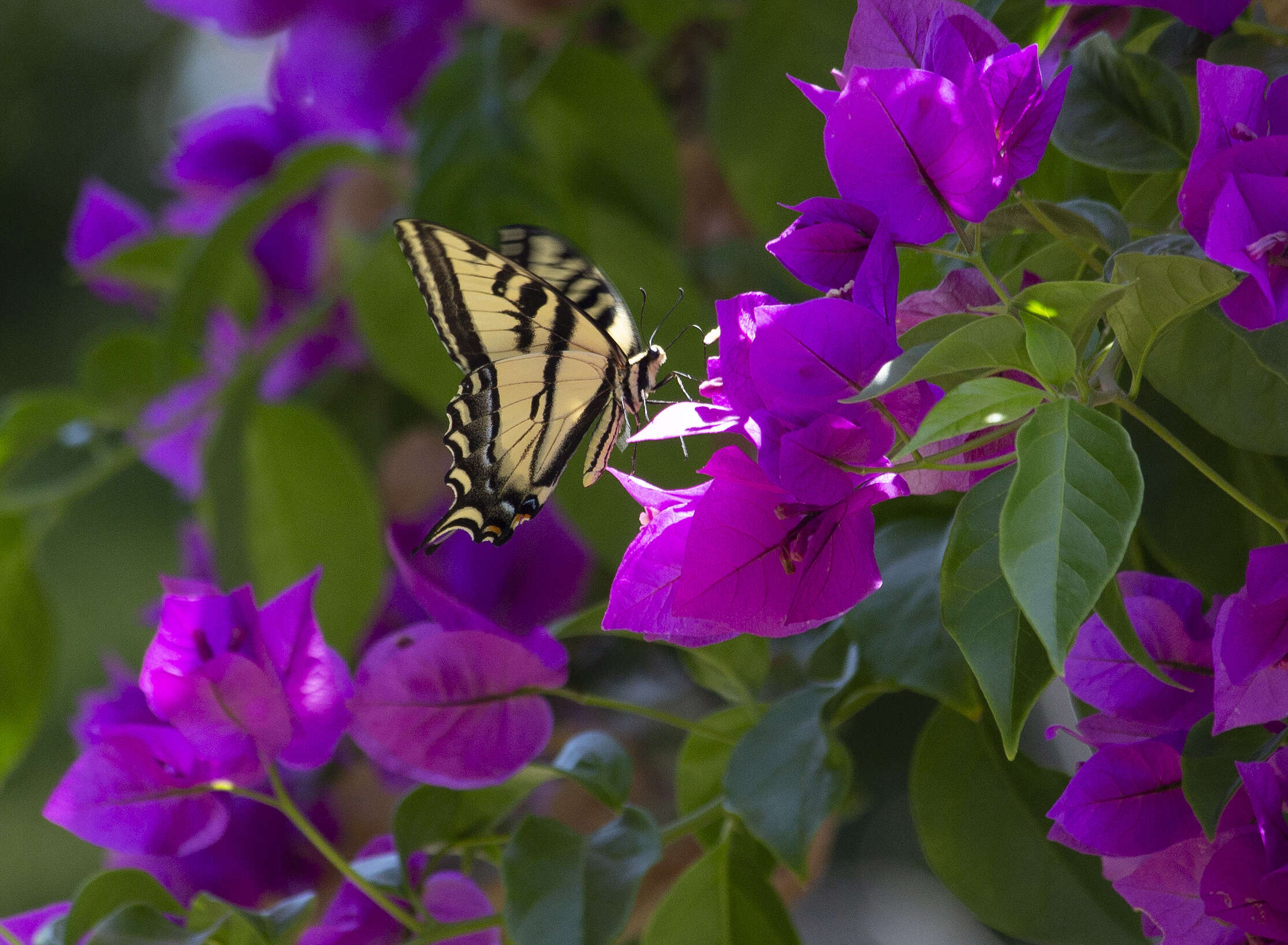 صورة Papilio rutulus Lucas 1852