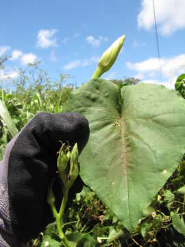 Image of Moonflower or moon vine