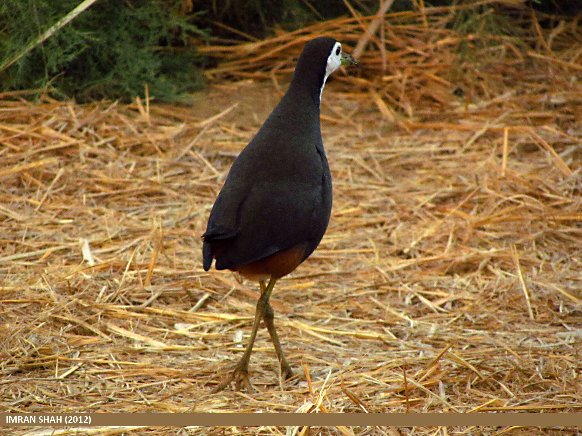 Image of White-breasted Waterhen