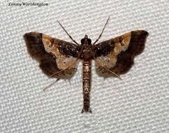 Image of Ornate Hydriris Moth