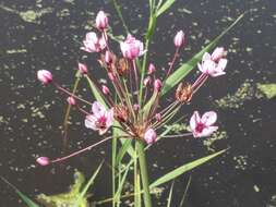 Image of flowering rush family