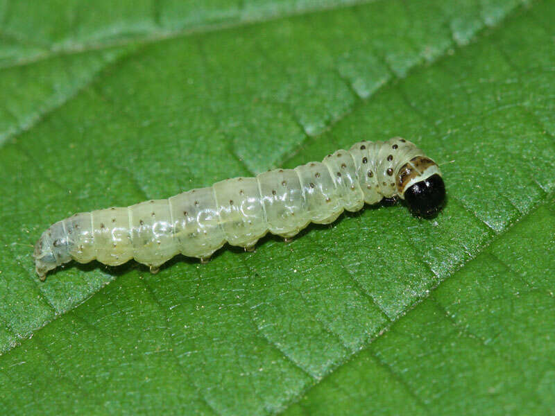 Image of green oak tortrix