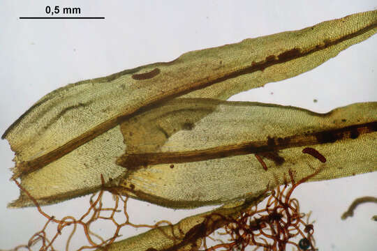 Image of Lyell's orthotrichum moss