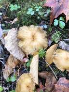 Image of Funnel Chanterelle