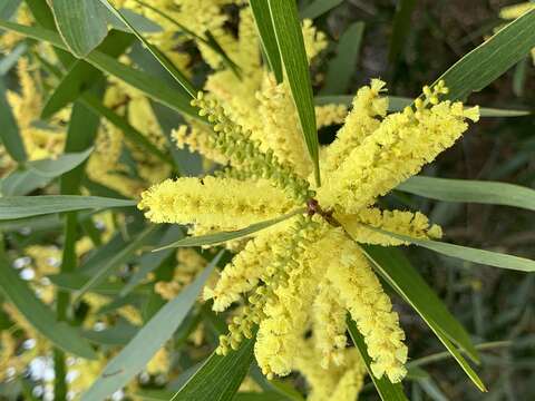 Imagem de Acacia longifolia (Andrews) Willd.