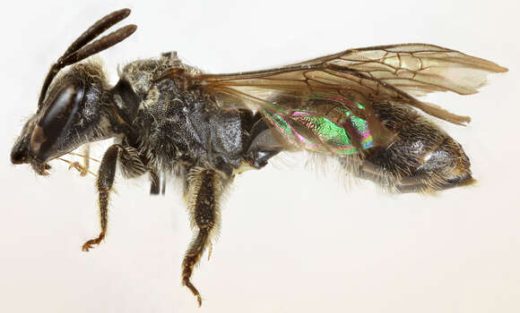 Lasioglossum punctatissimum (Schenck 1853)的圖片