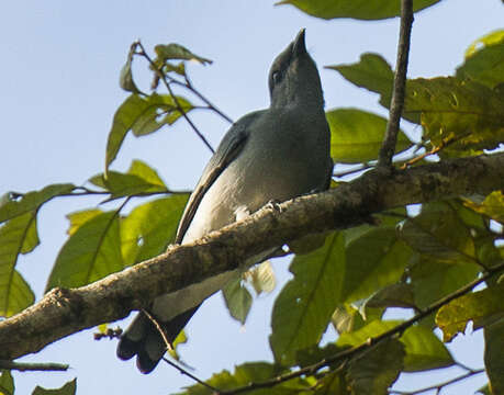 Image of Black-bibbed Cicadabird