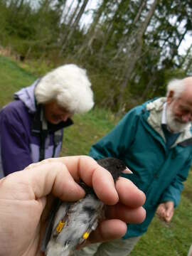 Image of juncos