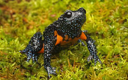 Image of Malabar black narrow-mouthed frog