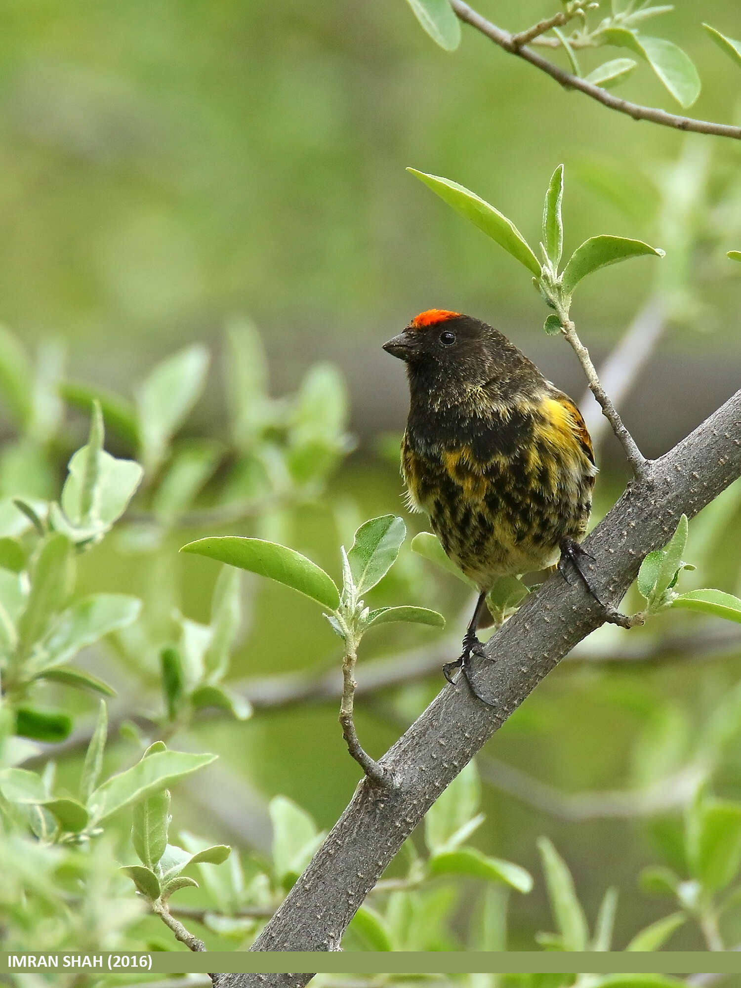 Image of Fire-fronted Serin