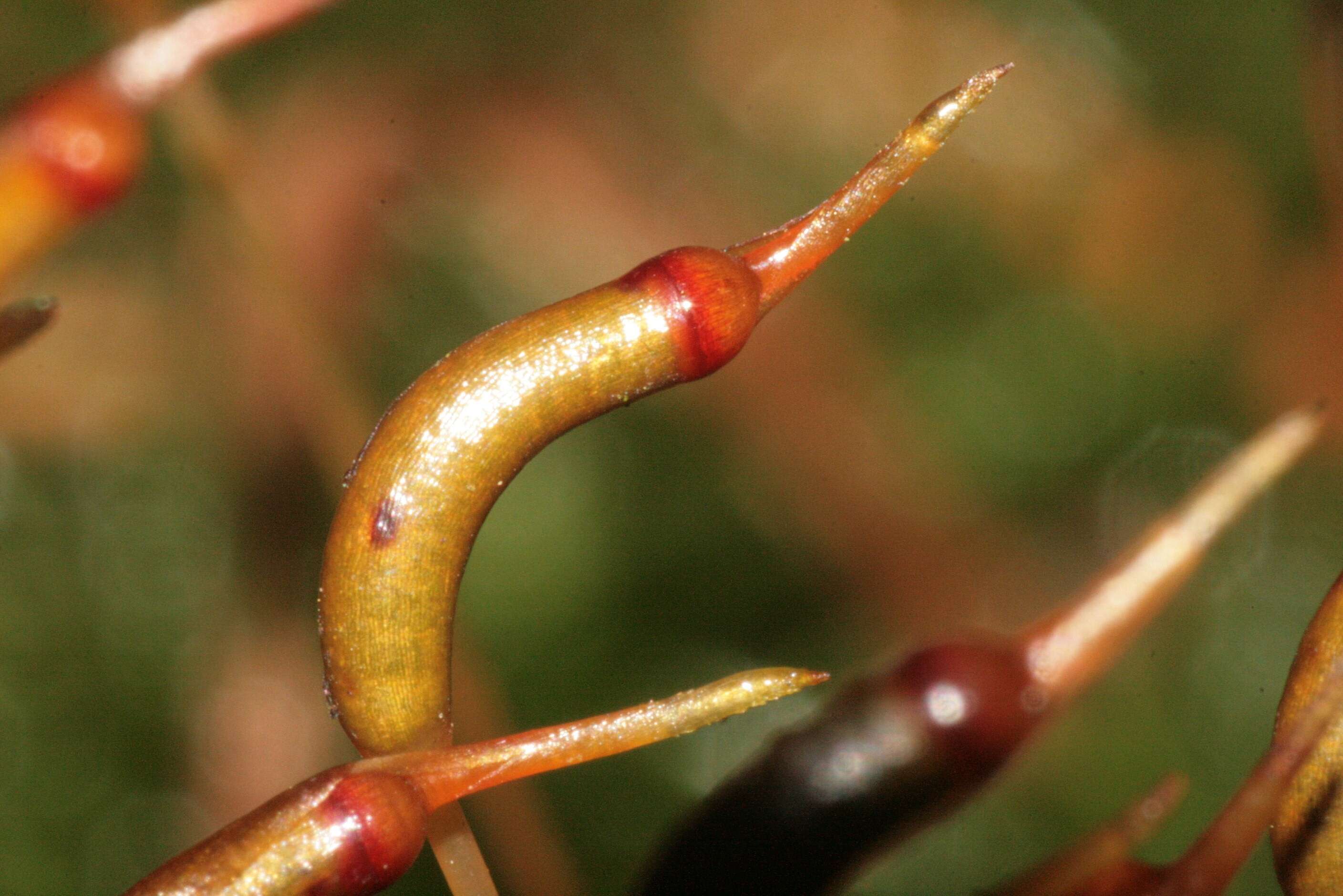 Image of undulate atrichum moss