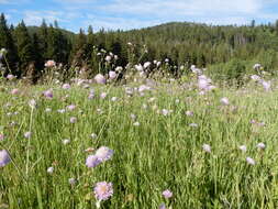 Слика од Knautia arvensis (L.) Coulter