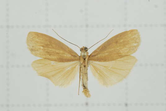 Image of Eilema ratonis Matsumura 1927