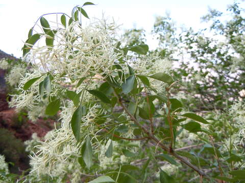 Image of fragrant ash