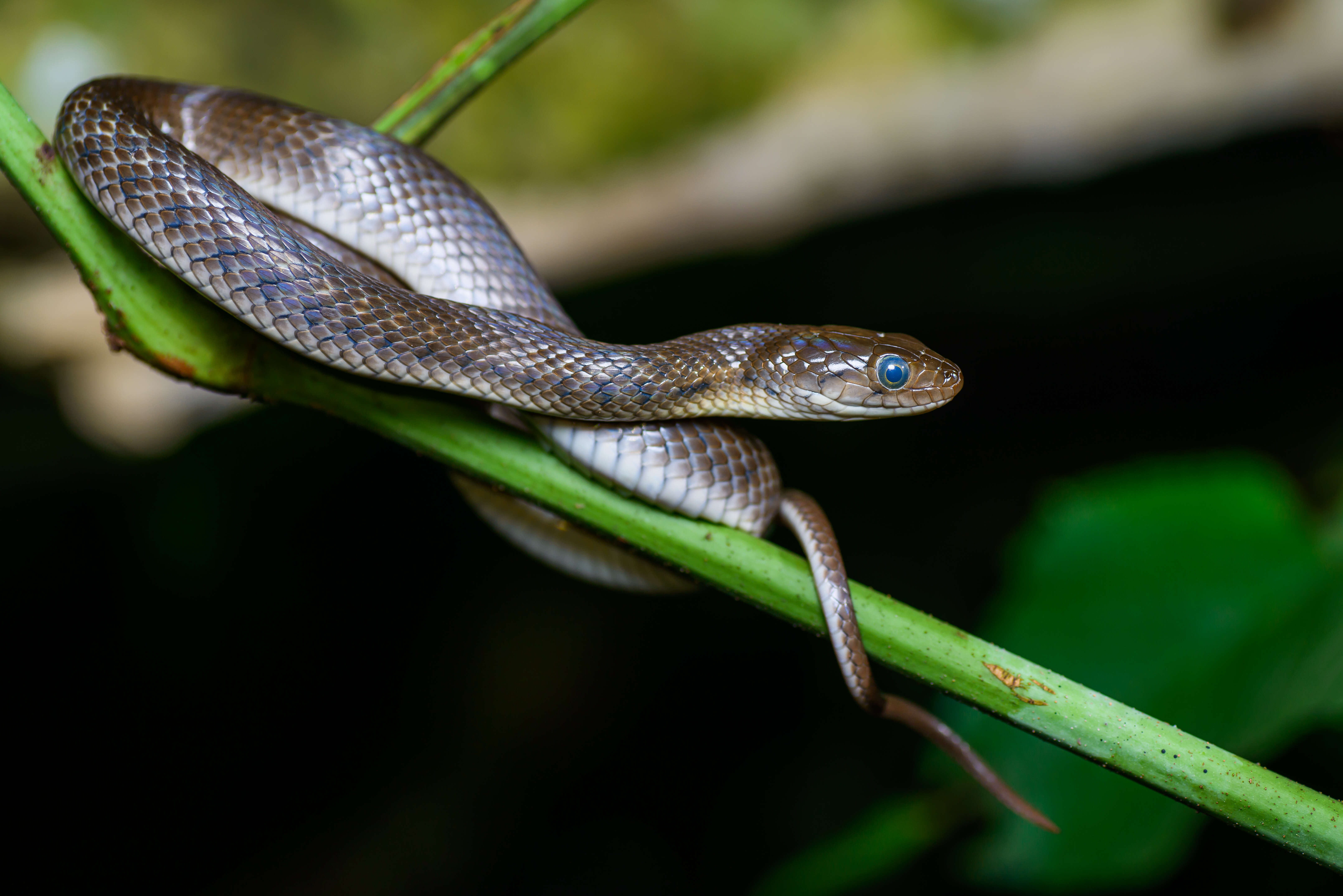 Image of Checkered Keelback Snake