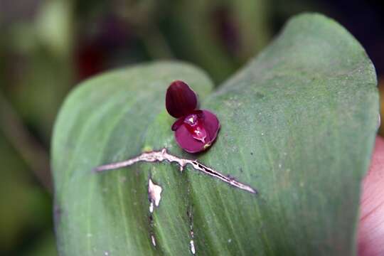 Imagem de Pleurothallis cardiothallis Rchb. fil.