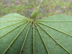Image of Cotton lace bug