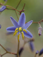 Image of Dianella longifolia R. Br.