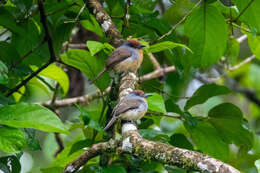 Image of Gray-cheeked Nunlet