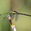 Image of Agrionoptera longitudinalis biserialis