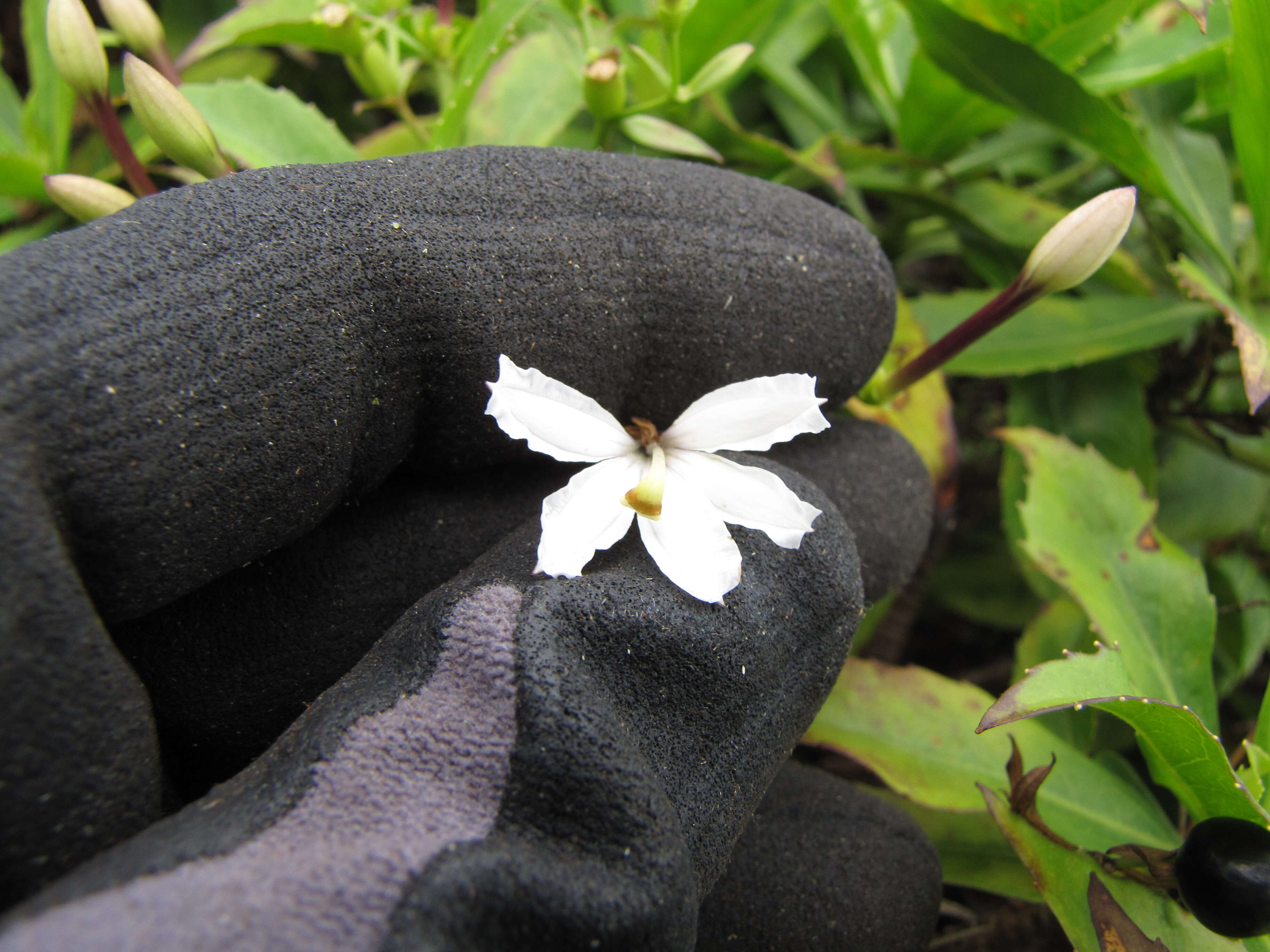 Imagem de Scaevola chamissoniana Gaud.