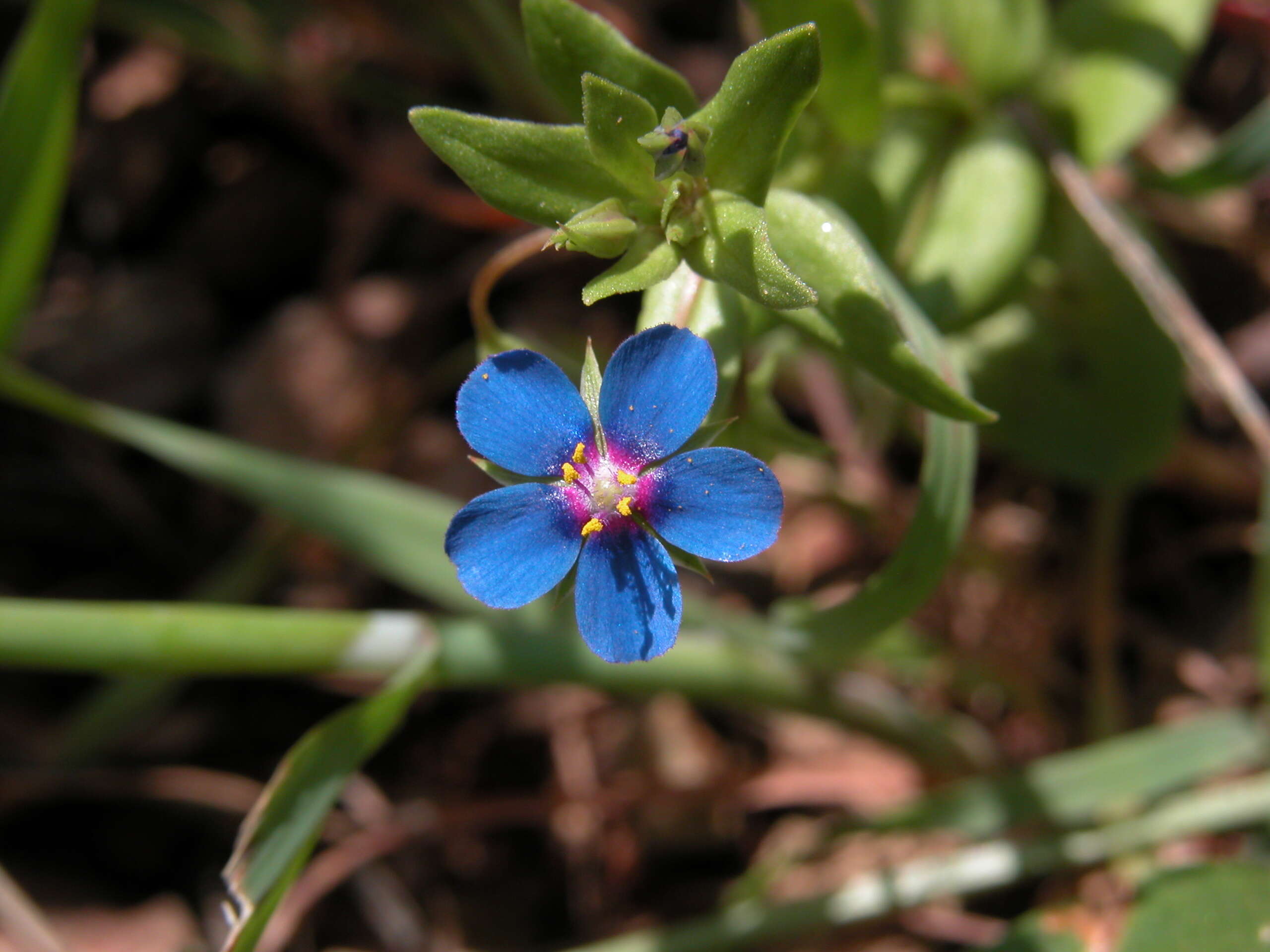 Imagem de Lysimachia foemina (Mill.) U. Manns & Anderb.