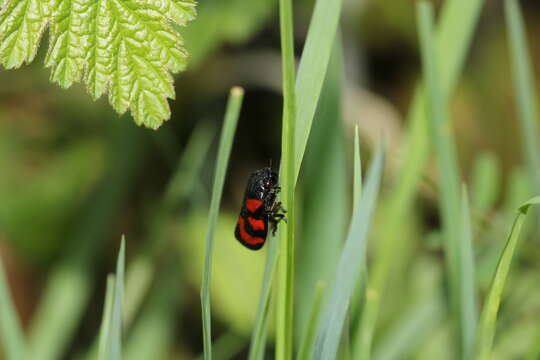 Image of Red-and-black Froghopper