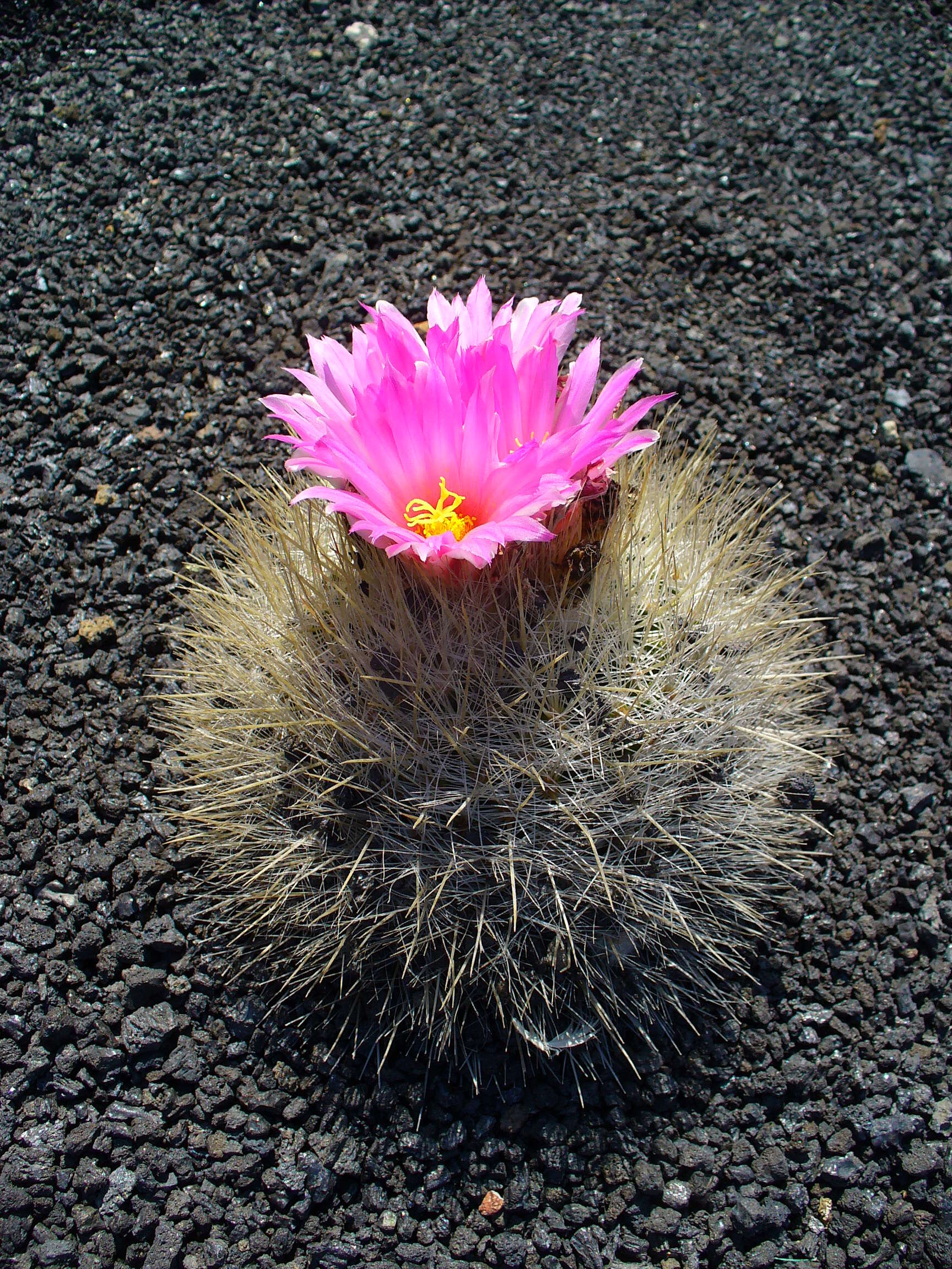 Image of Thelocactus macdowellii (Rebut ex Quehl) W. T. Marshall