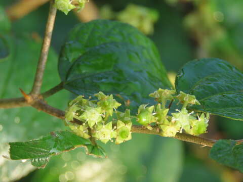 Image of Indian Jujube