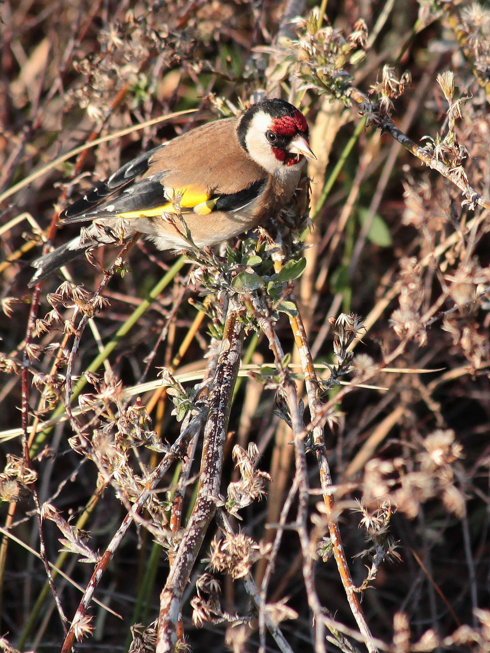 Image of European Goldfinch