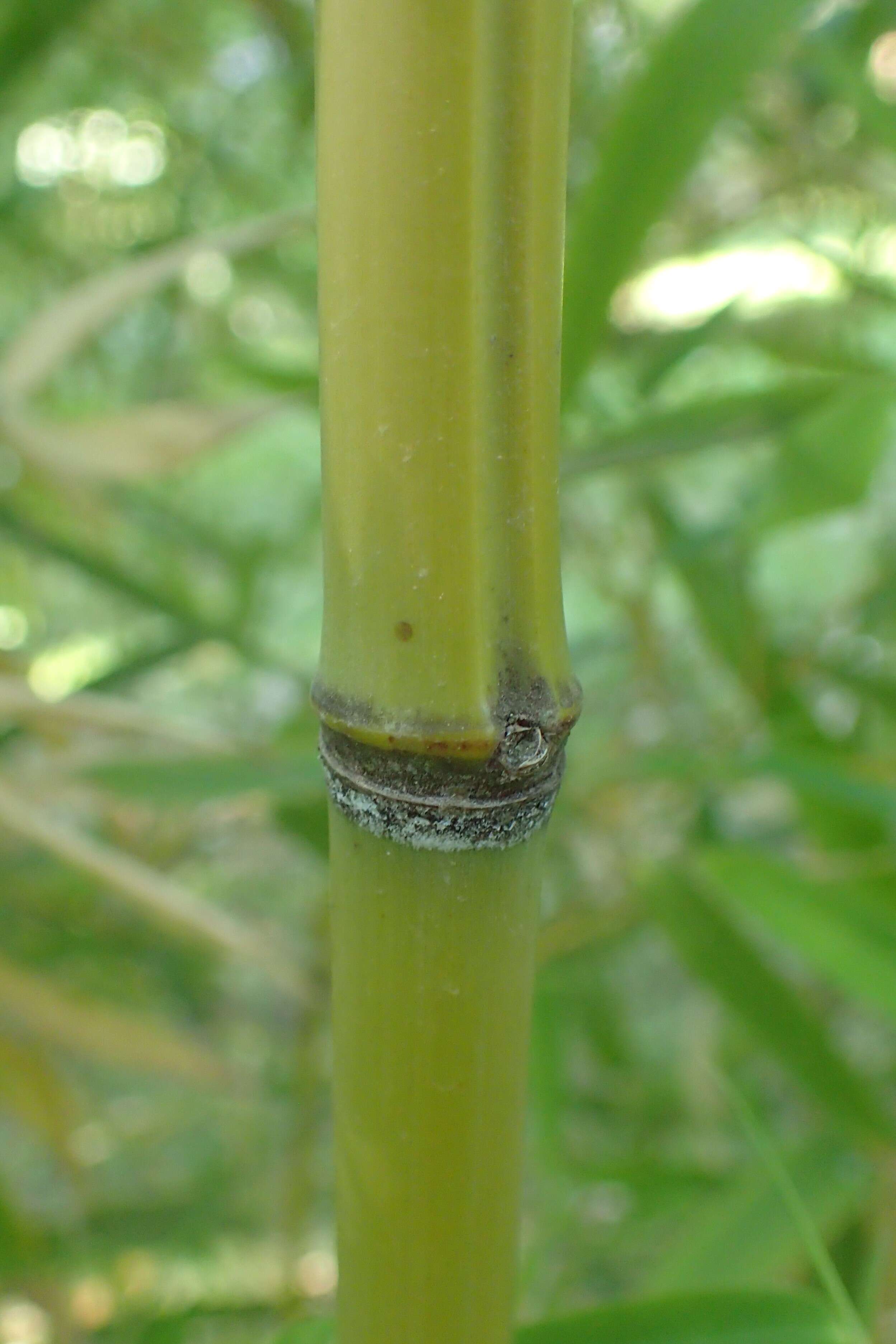 Image of Phyllostachys platyglossa C. P. Wang & Z. H. Yu