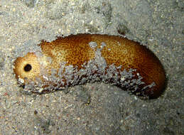 Image of Brown Sandfish